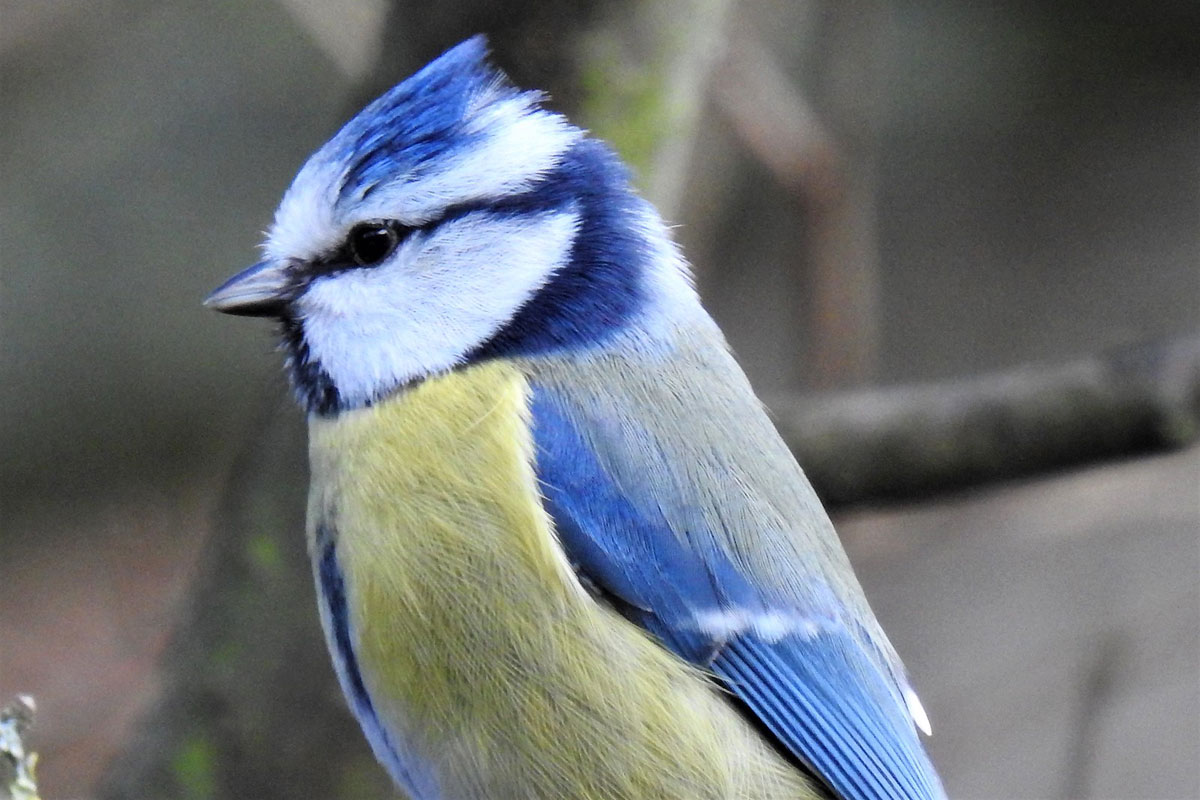 Blaumeise (Cyanistes caeruleus), (c) Sonja Klein/NABU-naturgucker.de