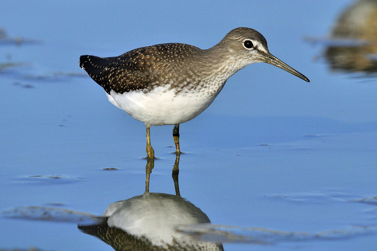 Waldwasserläufer (Tringa ochropus), (c) Janis Sieberichs/NABU-naturgucker.de