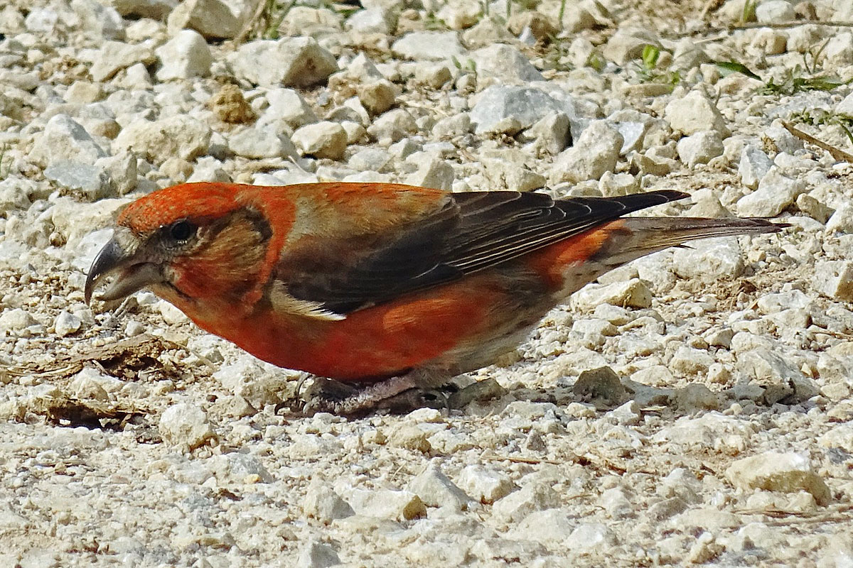 Männlicher Fichtenkreuzschnabel (Loxia curvirostra), (c) Hans Prün/NABU-naturgucker.de