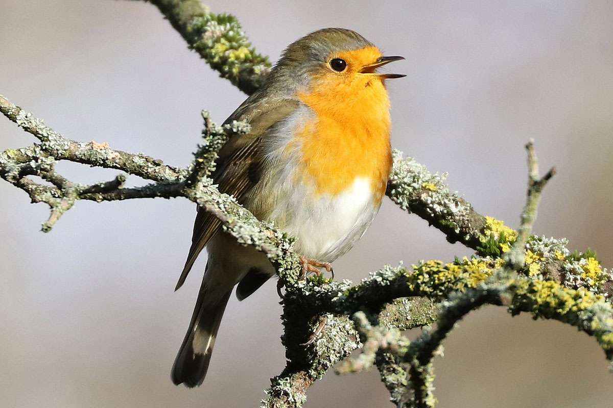 Rotkehlchen, (c) Jens Winter/NABU-naturgucker.de