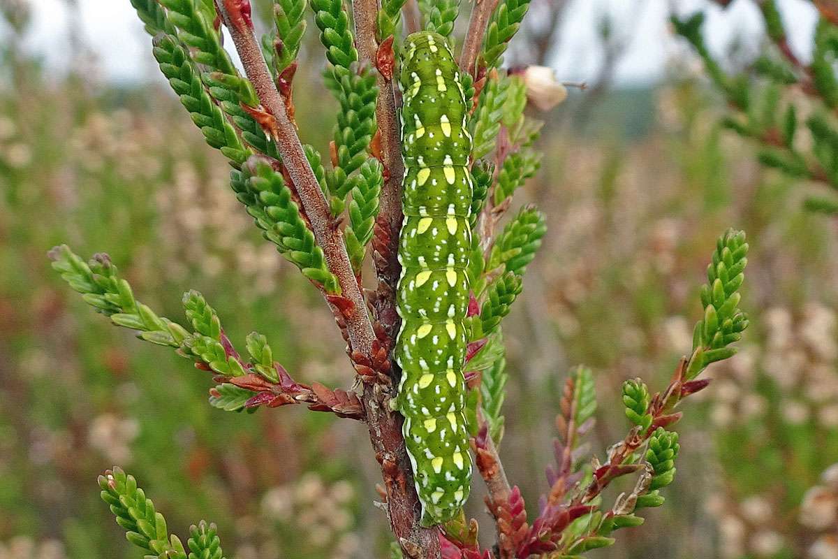 Perfekt getarnte Raupe der Heidekrauteule (Anarta myrtilli), (c) Marion Weißbecker/NABU-naturgucker.de