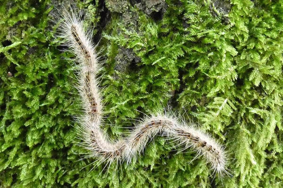 Prozessionswanderung der Raupen des Eichen-Prozessionsspinners (Thaumetopoea processionea), (c) Michael Kunde/NABU-naturgucker.de