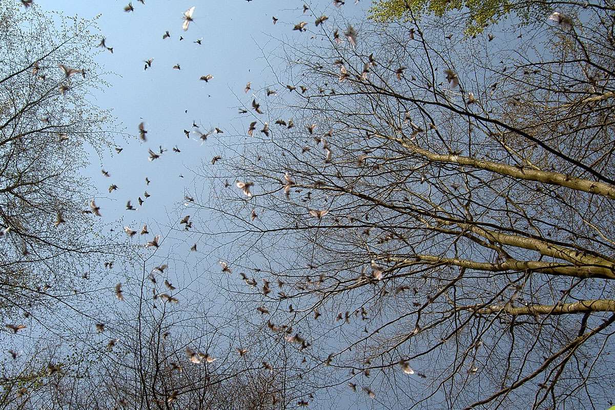 Schwärmende männliche Grüne Langhornmotten (Adela reaumurella), (c) Dieter Schneider/NABU-naturgucker.de