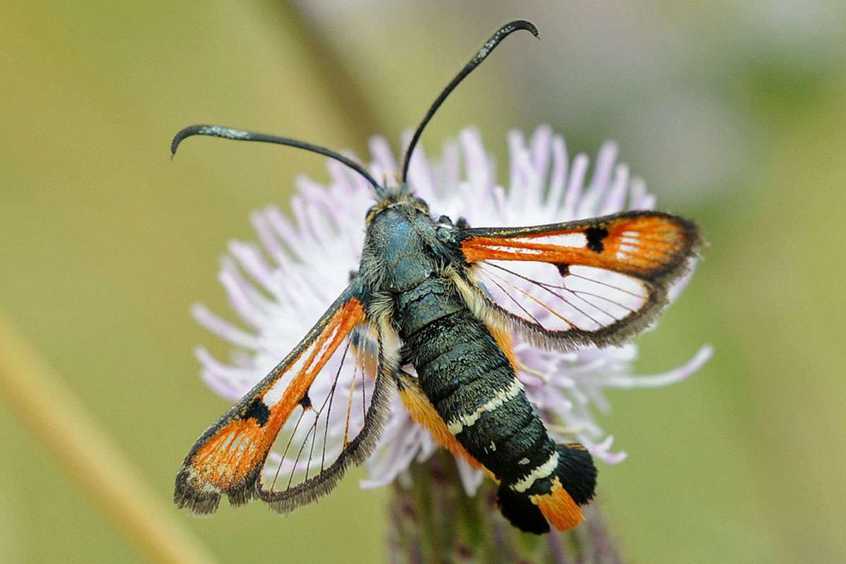 Roter Ampfer-Glasflügler (Pyropteron chrysidiforme), (c) Harald Bott/NABU-naturgucker.de