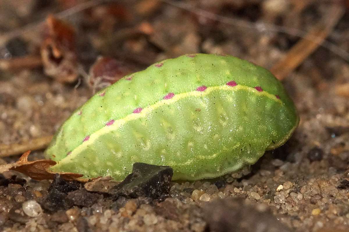 Raupe des Großen Schneckenspinners (Apoda limacodes), (c) Gaby Schulemann-Maier/NABU-naturgucker.de