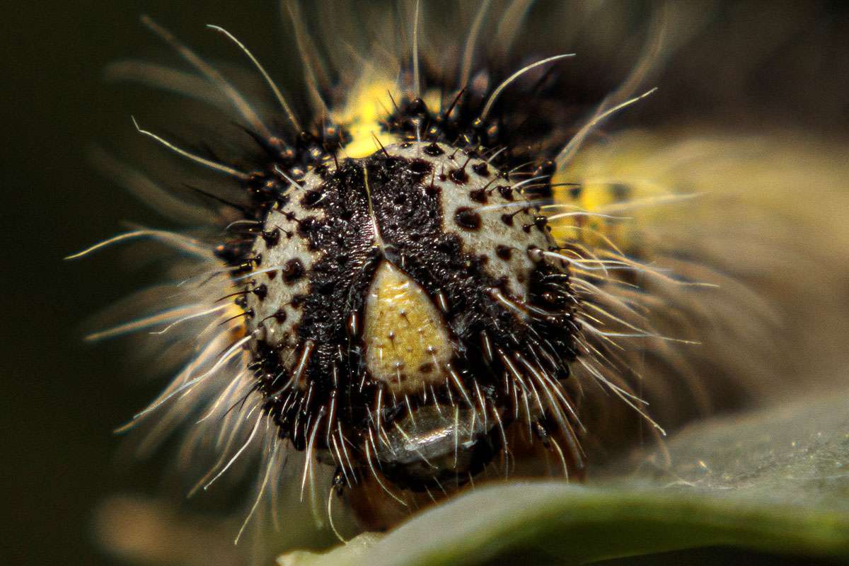 Raupe des Großen Kohlweißlings (Pieris brassicae) im Porträt, (c) Jens Jesberg/NABU-naturgucker.de