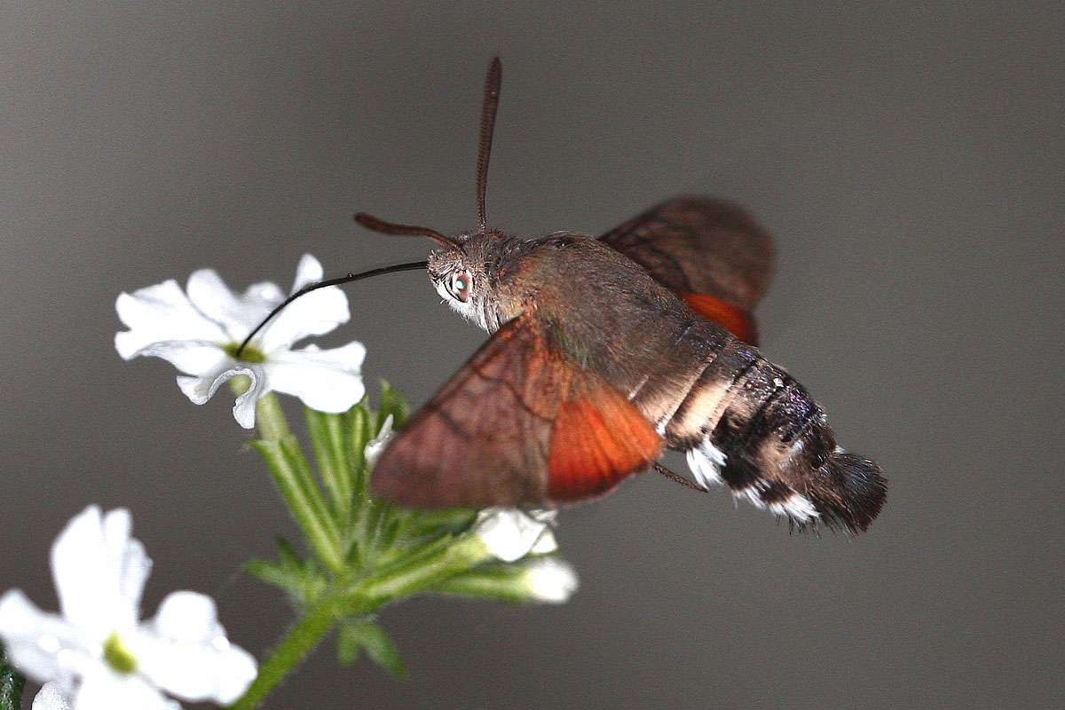 Taubenschwänzchen (Macroglossum stellatarum), (c) Armin Teichmann/NABU-naturgucker.de