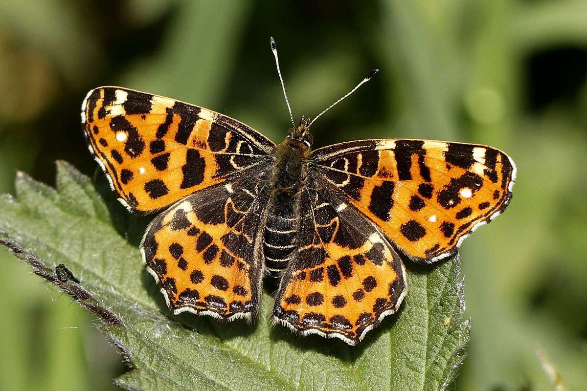 Landkärtchen der Frühjahrsgeneration (Araschnia levana f. levana), (c) Ursula Spolders/NABU-naturgucker.de