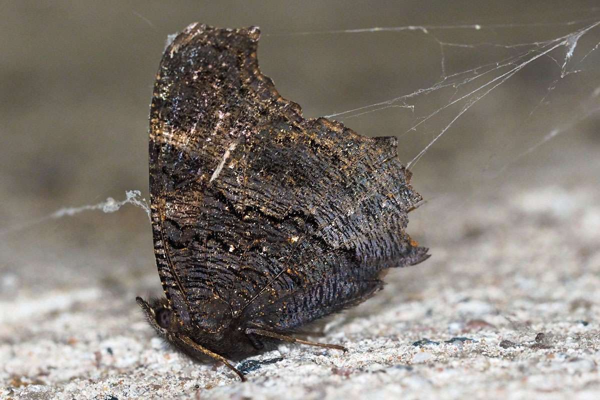 Im Siedlungsraum überwinterndes Tagpfauenauge (Aglais io), (c) Michael Benteler/NABU-naturgucker.de