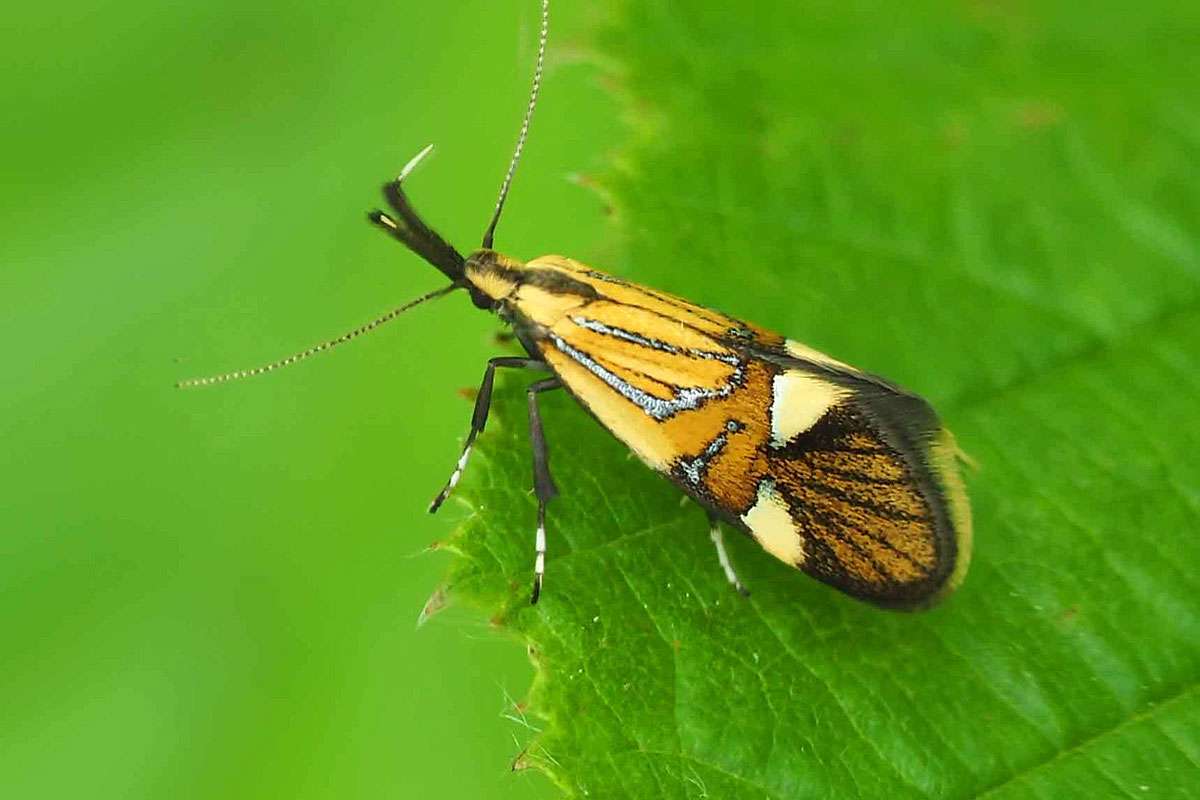 Prächtige Faulholzmotte (Alabonia geoffrella), (c) Bernhard Konzen/NABU-naturgucker.de