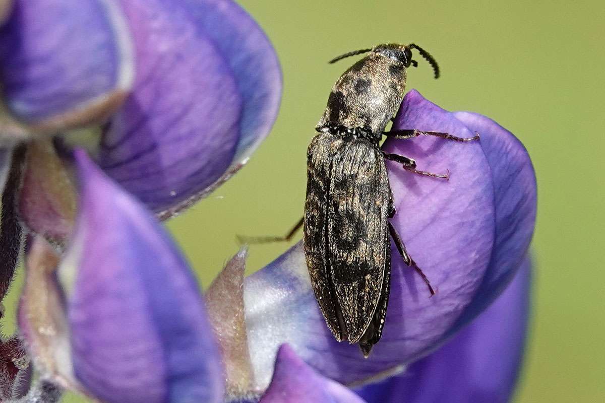 Seidenhaariger Schnellkäfer (Prosternon tessellatum), (c) Jens Winter/NABU-naturgucker.de