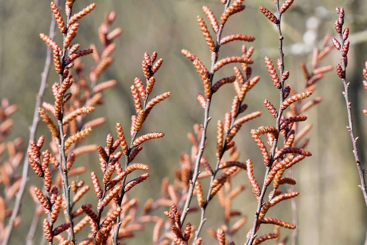 In Deutschland selten gewordener Moorbewohner:
der Gagelstrauch (Myrica gale), (c) Rolf Jantz/NABU-naturgucker.de
