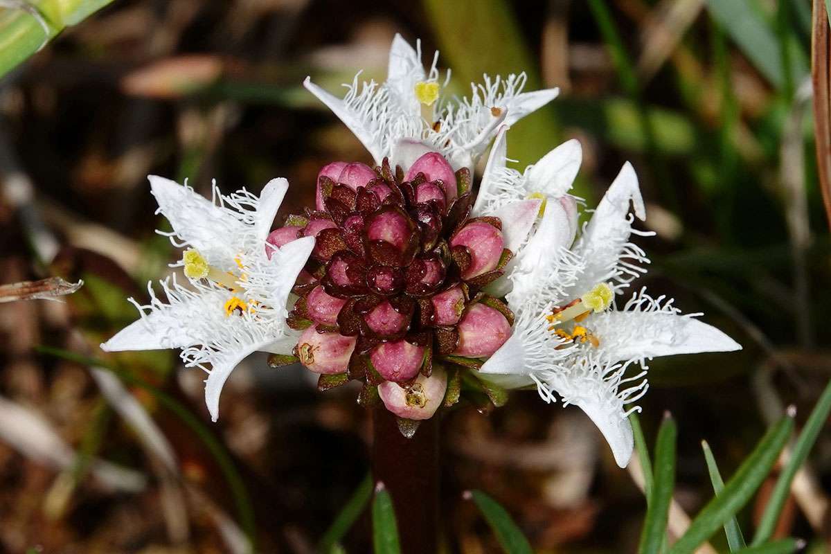 Fieberklee (Menyanthes trifoliata), (c) Jens Winter/NABU|naturgucker.de