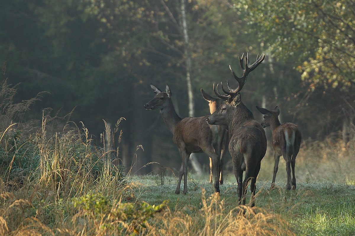 Rothirsche (Cervus elaphus) leben in Mitteleuropa überwiegend im Wald, (c) Rainer Armbruster/NABU-naturgucker.de