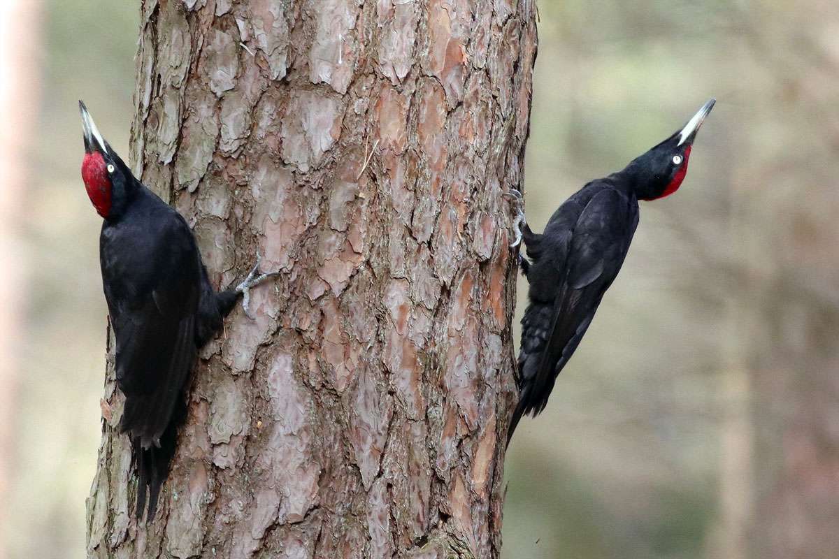 Zwei drohende männliche Schwarzspechte (Dryocopus martius), (c) Jens Winter/NABU-naturgucker.de