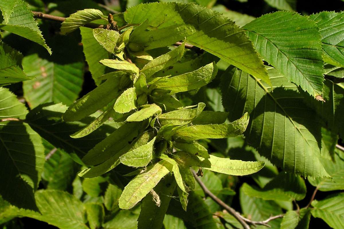 Blätter und Früchte der Gewöhnlichen Hainbuche (Carpinus betulus), (c) Wolfgang Katz/NABU-naturgucker.de