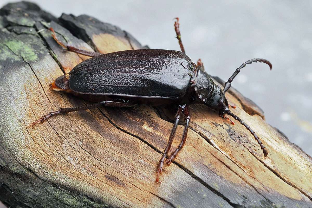 Im Larvenstadium ernährt sich der Sägebock (Prionus coriarius) von Holz, (c) Moni Wolf/NABU-naturgucker.de