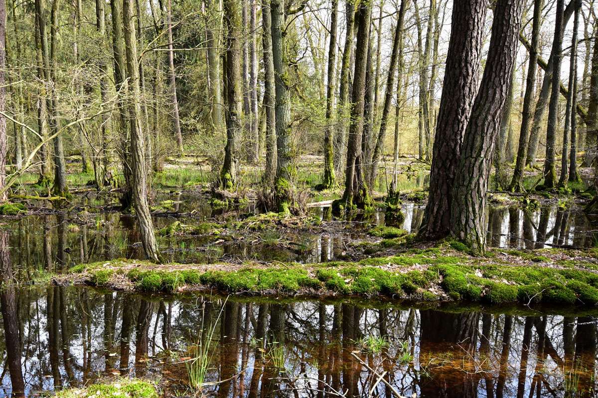 Feuchte Landschaft in einem Auwald, (c) Hans Schwarting/NABU-naturgucker.de