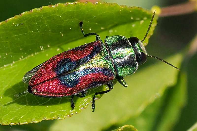 Bunter Kirschbaum-Prachtkäfer (Anthaxia candens), (c) Fred Wehner/NABU-naturgucker.de