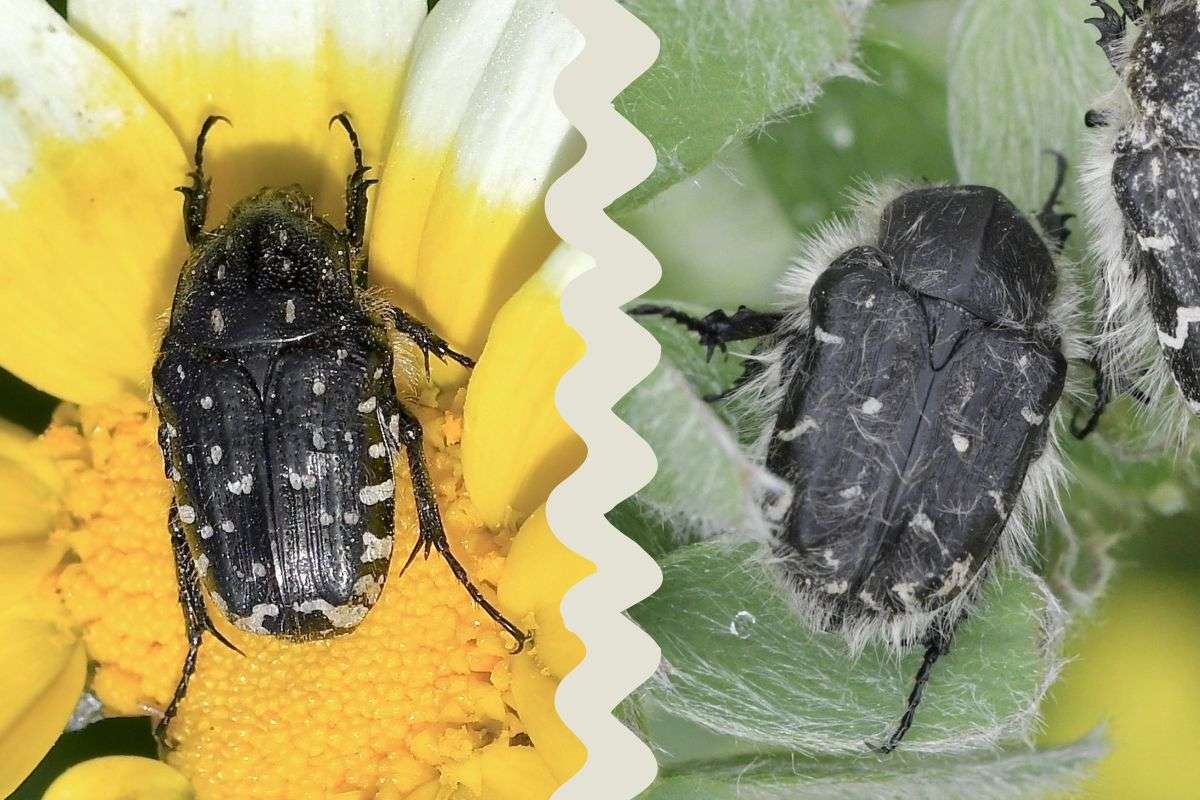 Trauer-Rosenkäfer (Oxythyrea funesta, li.) vs. Zottiger Blütenkäfer (Tropinota hirta, re.), beide Fotos (c) Ralph Bergs/NABU-naturgucker.de