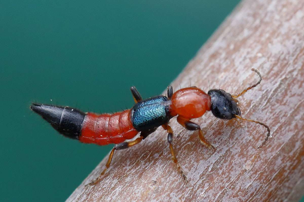 Uferkurzflügler (Paederus littoralis), (c) Axel Schallwich/NABU-naturgucker.de