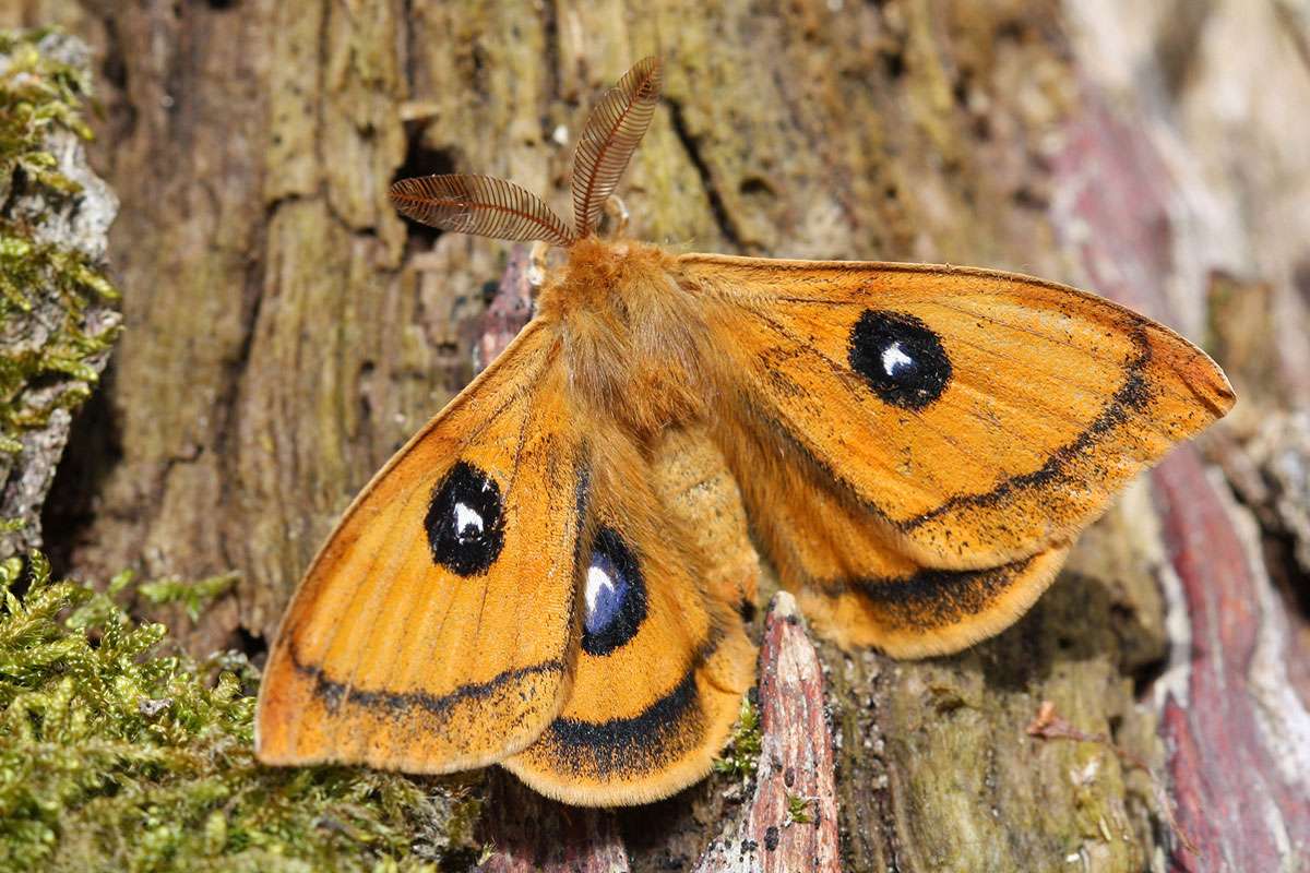 Männlicher Nagelfleck (Aglia tau), (c) Karen Andrea Böhme/NABU-naturgucker.de