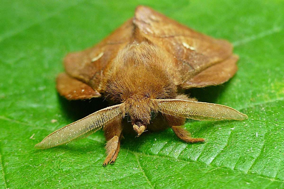 Männchen der Trinkerin (Euthrix potatoria), (c) Werner Szramka/NABU-naturgucker.de