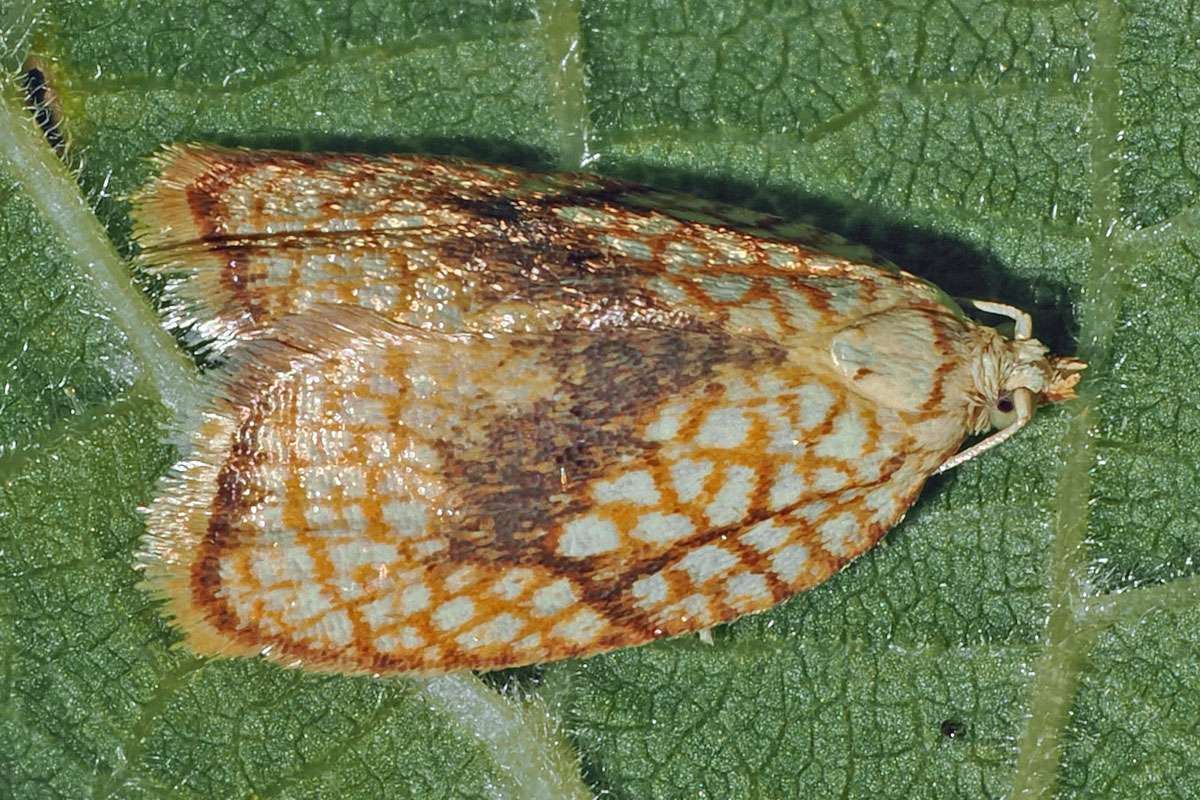 Ein Micro: Ahorn-Spinnerwickler (Acleris forsskaleana), (c) Felix Riegel/NABU-naturgucker.de