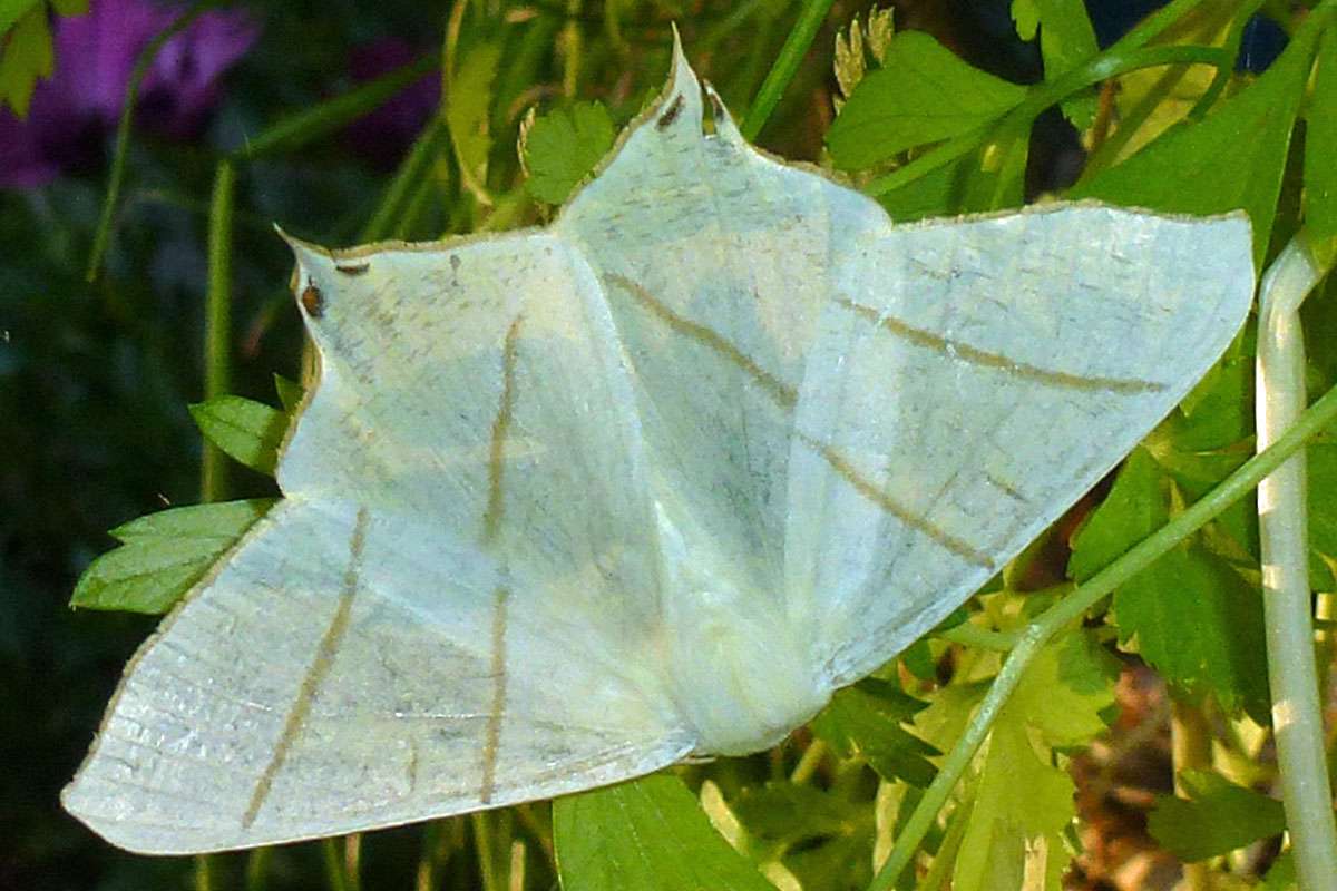 Holunderspanner (Ourapteryx sambucaria) in der Nacht, (c) Jürgen-Wolfgang Berg/NABU-naturgucker.de