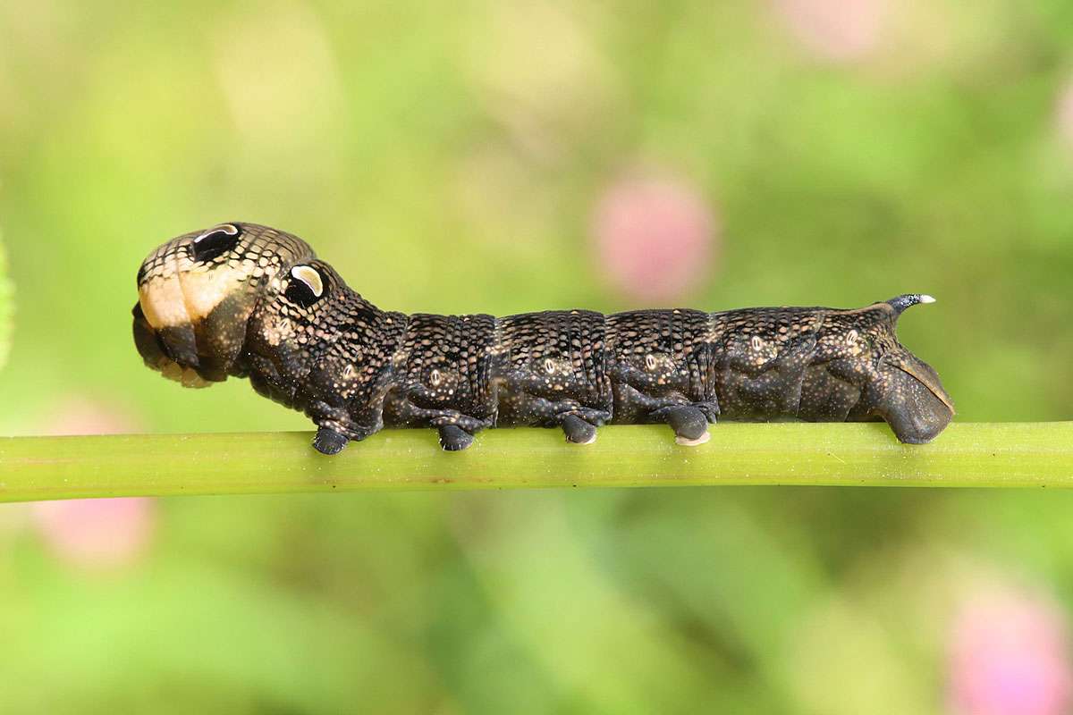 Raupe des Mittleren Weinschwärmers (Deilephila elpenor), (c) Siegfried Rudolf/NABU-naturgucker.de