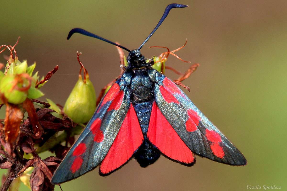 Tagaktiver Nachtfalter mit markanter Fühlerform und Färbung: Gemeines Blutströpfchen (Zygaena filipendulae), (c) Ursula Spolders/NABU-naturgucker.de