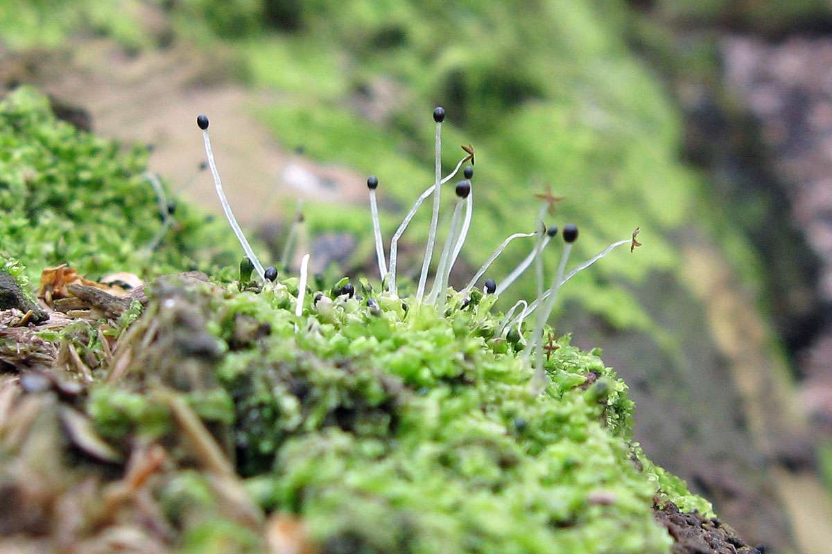 Verschiedenblättriges Kammkelchmoos (Lophocolea heterophylla), (c) Gaby Schulemann-Maier/NABU-naturgucker.de