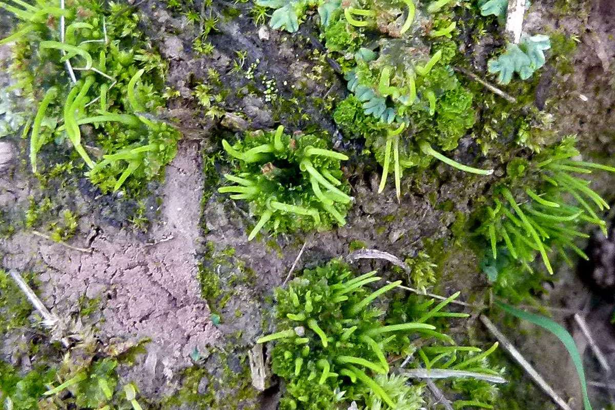 Acker-Hornmoos (Anthoceros agrestis), (c) Eva-Maria Kalok/NABU-naturgucker.de