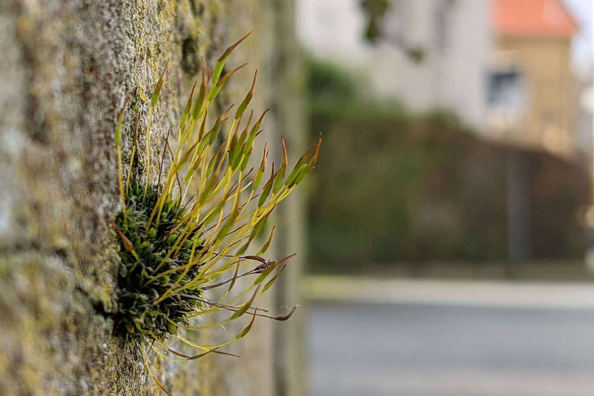 Mauer-Drehzahnmoos (Tortula muralis), (c) Gaby Schulemann-Maier/NABU-naturgucker.de