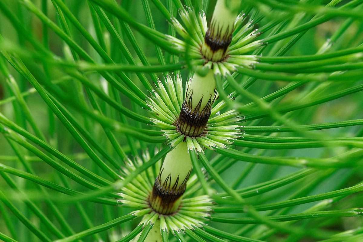 Riesen-Schachtelhalm (Equisetum telmateia), (c) Thomas Schiffer/NABU-naturgucker.de