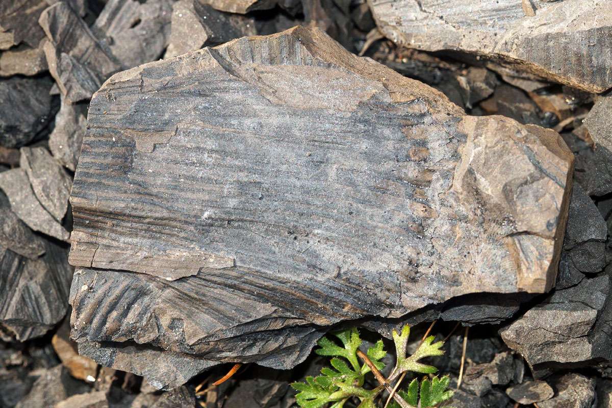 Fossiler Schachtelhalm (Calamites sp.) aus dem Karbon, (c) Gaby Schulemann-Maier/NABU-naturgucker.de