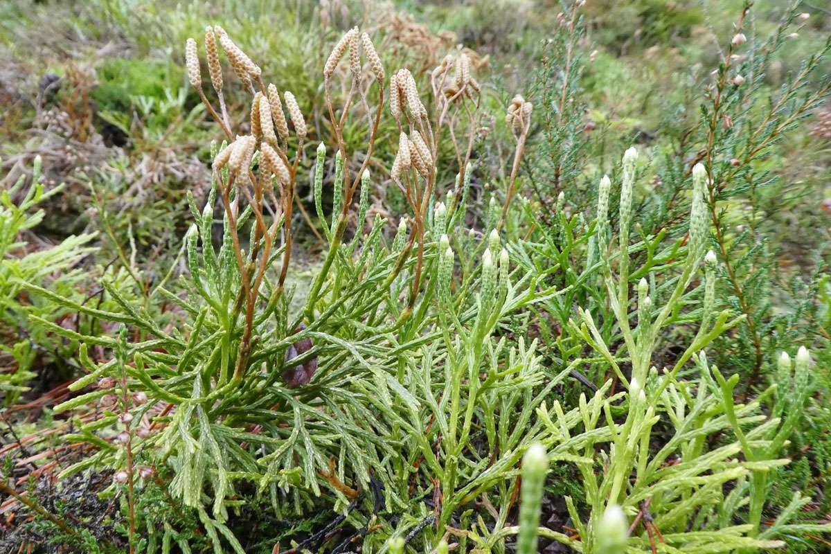 Gewöhnlicher Flachbärlapp (Diphasiastrum complanatum), (c) Hans Prün/NABU-naturgucker.de
