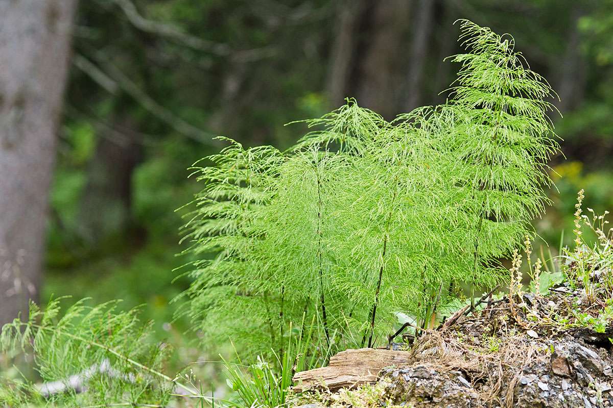 Wald-Schachtelhalm (Equisetum sylvaticum), (c) Wolfgang Piepers/NABU-naturgucker.de