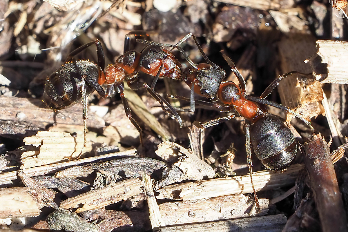 Rote Waldameise, (c) Istvan und Sabine Palfi/NABU-naturgucker.de
