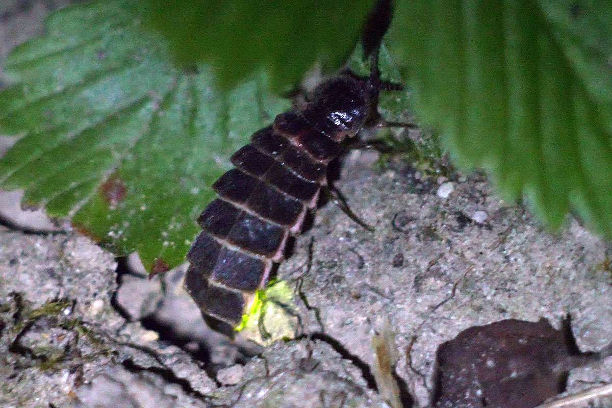 Weibliches Großes Glühwürmchen (Lampyris noctiluca), (c) Jürgen Huhle/NABU-naturgucker.de