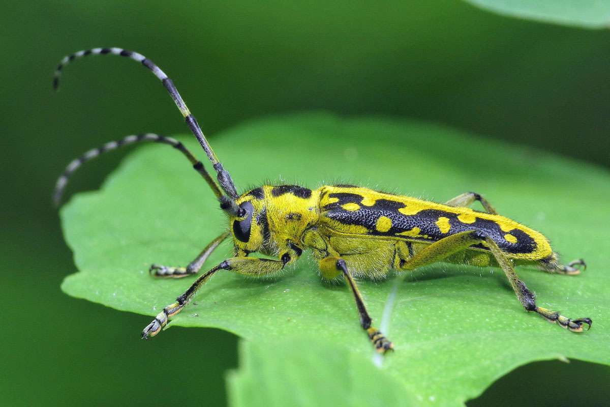 Leiterbock (Saperda scalaris), (c) Gerwin Bärecke/NABU-naturgucker.de