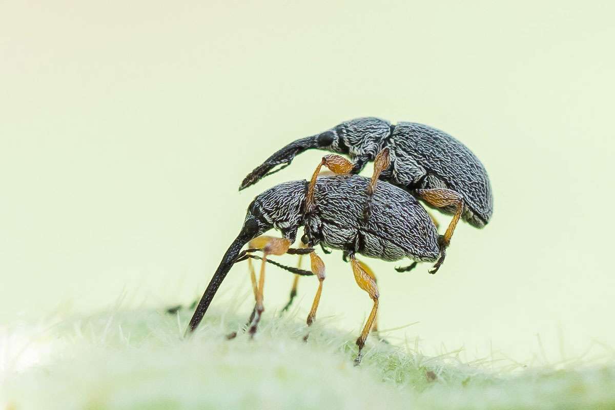 Zwei Langrüsslige Stockrosen-Spitzmausrüssler (Rhopalapion longirostre), (c) Marion Metzer/NABU-naturgucker.de