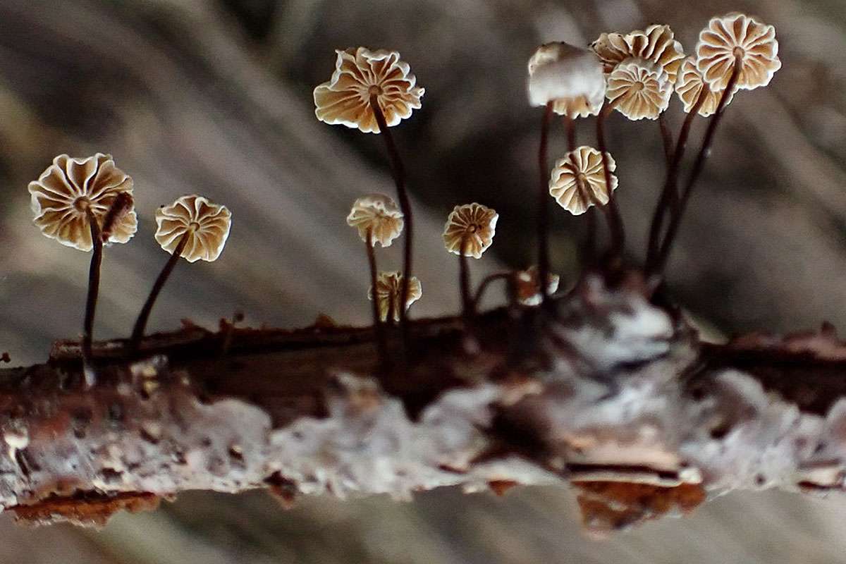 Klein, aber fein: Halsband-Schwindling (Marasmius rotula), (c) Rita Lüder/NABU-naturgucker.de