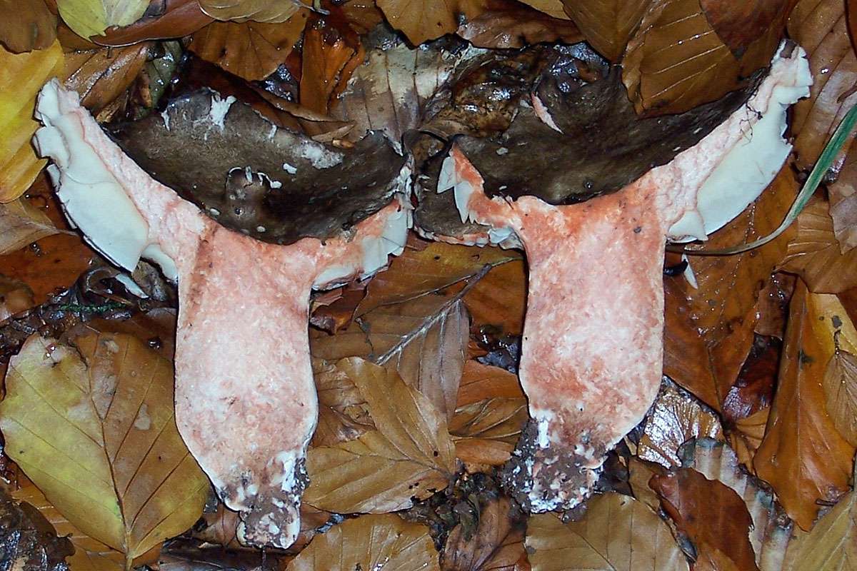 Der Dickblättrige Schwärz-Täubling (Russula nigricans) färbt sich im Anschnitt rötlich, (c) Lothar Kalok/NABU-naturgucker.de