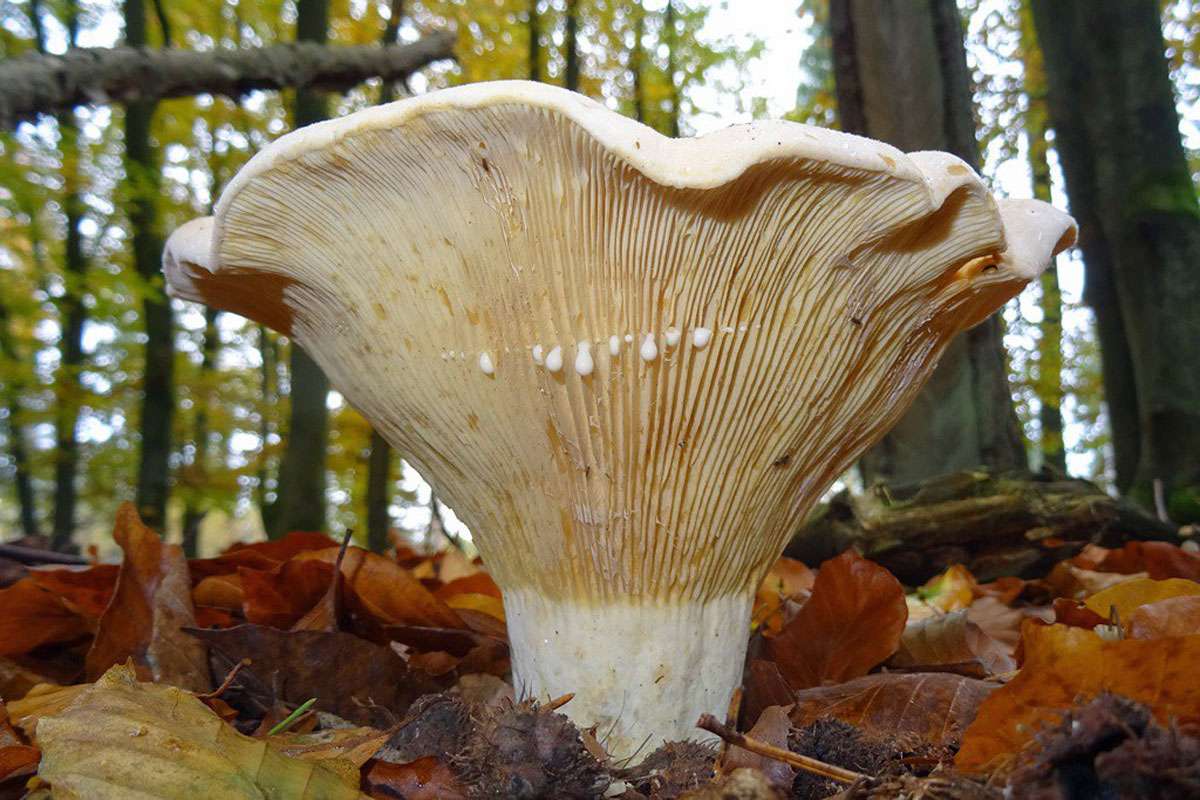 Wolliger Milchling (Lactifluus vellereus), (c) Andre Fischer/NABU-naturgucker.de