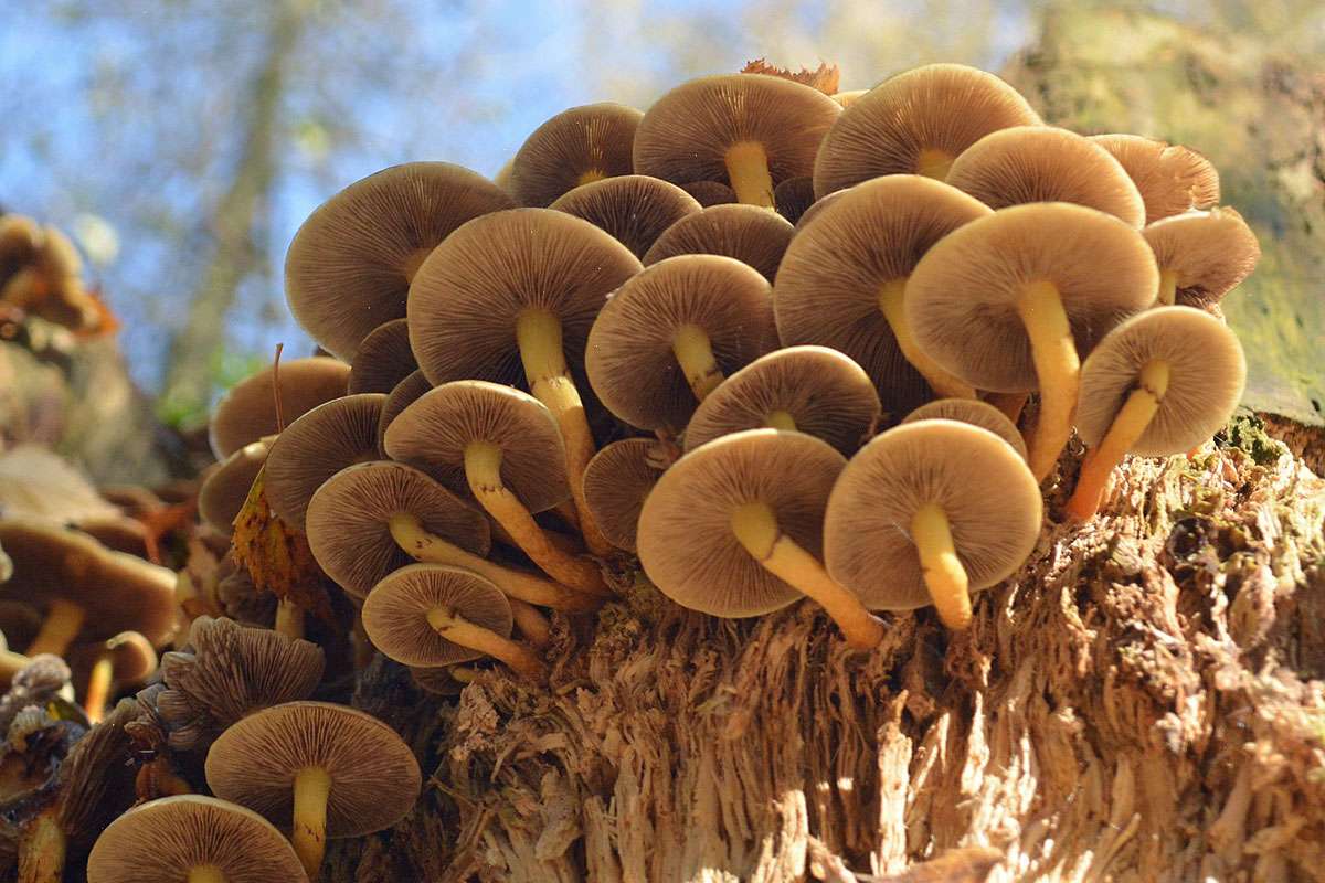 Der Grünblättrige Schwefelkopf (Hypholoma fasciculare) ist ein Braunsporer, (c) Rolf Jantz/NABU-naturgucker.de