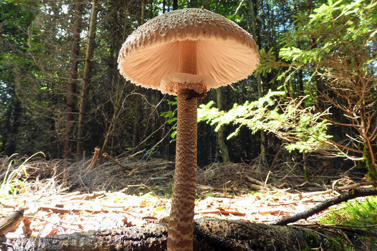 Einer der bekanntesten Lamellenpilze: der Parasol (Macrolepiota procera), (c) Alexandra Wochinger/NABU-naturgucker.de