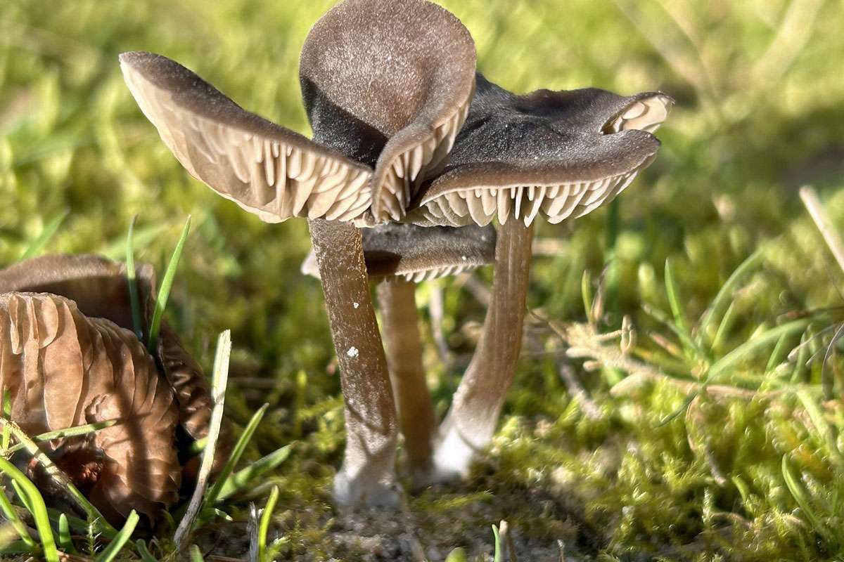 Seidiger Glöckling (Entoloma sericeum), (c) Markus Koschinsky/NABU-naturgucker.de