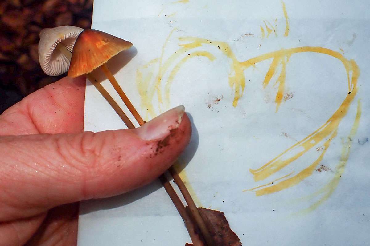 Orangemilchender Helmling (Mycena crocata), (c) Rita Lüder/NABU-naturgucker.de