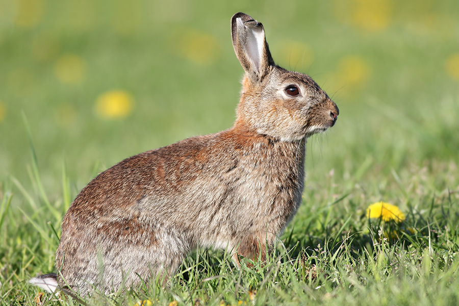 Wildkaninchen in Cuxhaven, (c) Regine Schadach/NABU-naturgucker.de